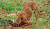 狗狗随地捡食易中毒，训犬师教你如何解决