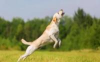 训犬第一步，了解狗的思维模式和学习方法