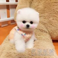 北京纯种白色俊介幼犬DD价格多少钱