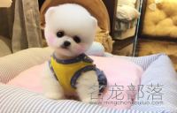 俊介博美犬繁殖的发情前兆