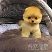 北京纯种黄色俊介幼犬DD价格多少钱