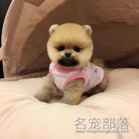北京黄色纯种俊介幼犬DD价格多少钱