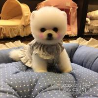 北京白色双血统纯种俊介幼犬DD价格多少钱