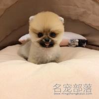 北京黄色纯种俊介幼犬MM价格多少钱