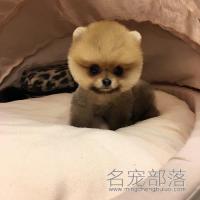 北京黄色超小体俊介幼犬价格多少钱
