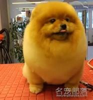 这么胖一定是只松狮犬吧？博美：胖怪我咯！