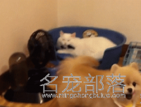 博美发现窝被猫咪霸占，忐忑不安地挤进去，两个戏精飙起戏来