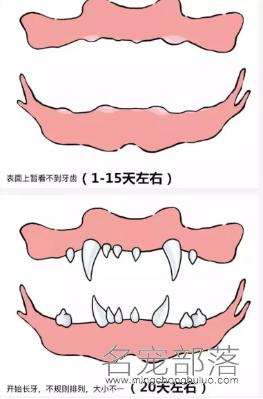 新手养狗