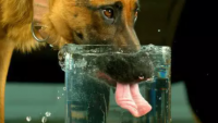 狗狗每天到底应该喝多少水？