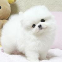 韩系白色博美犬出售 白色博美犬多少钱一只