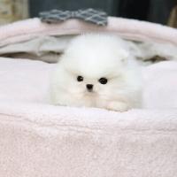 韩系白色博美狗狗多少钱一只 白色博美犬价格