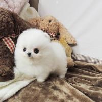 博美犬舍韩系白色博美犬多少钱一只幼犬 博美犬图片