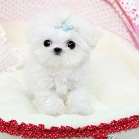 北京马尔济斯犬出售 白色马尔济斯犬图片