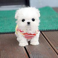 北京犬舍白色马尔济斯犬出售 马尔济斯犬图片