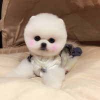 韩系白色俊介犬图片多少钱 北京白色俊介犬出售