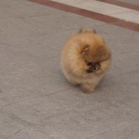 韩系黄色博美狗狗图片多少钱一只 博美犬出售