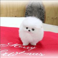 韩系白色哈多利球体博美犬图片价格 白色博美犬出售