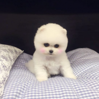 韩系白色俊介犬价格多少钱一只 白色俊介犬图片