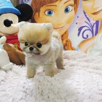 韩系黄色俊介犬幼犬多少钱一只 俊介犬图片