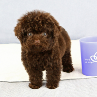 北京棕色泰迪茶杯体图片多少钱 棕色泰迪犬出售