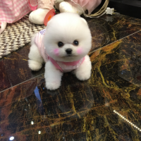 北京白色俊介犬茶杯犬图片多少钱一只 小型正宗
