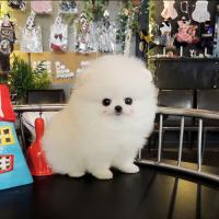 韩系白色博美犬多少钱一只幼犬 白色博美犬图片