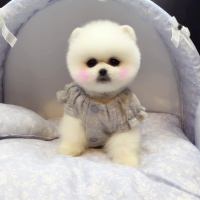 韩系白色俊介犬价格 白色俊介犬图片多少钱一只
