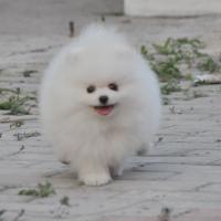 白色博美狗狗多少钱一只 白色博美犬图片