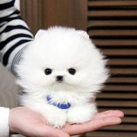 北京博美犬舍白色博美茶杯犬图片 白色博美犬价格