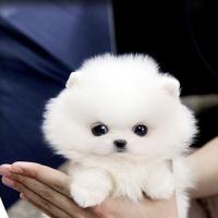 韩系白色茶杯犬图片 白色哈多利球形博美犬价格