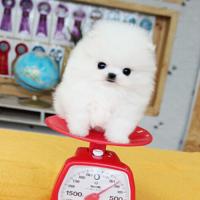 韩系白色茶杯犬图片多少钱 哈多利球形博美价格