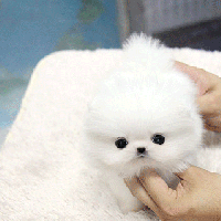 韩系白色球形博美狗狗多少钱一只 白色博美犬图片