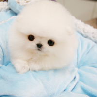 韩系小型正宗白色博美犬价格多少钱一只 博美犬图片