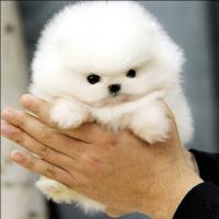 白色博美狗狗多少钱一只幼犬 白色博美犬茶杯犬图片