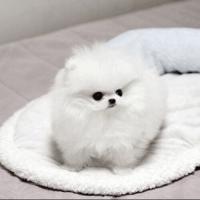 韩系白色哈多利球形博美狗狗图片 白色博美犬出售