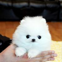 韩系白色博美犬图片 白色博美犬价格 白色博美出售