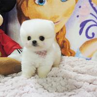 韩系白色俊介犬幼犬多少钱一只 白色俊介犬图片
