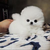 韩系白色博美犬多少钱一只幼犬 博美犬舍博美犬图片
