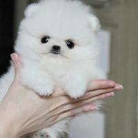 白色博美狗狗出售 白色博美犬图片