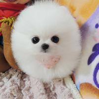 韩系白色博美犬幼犬多少钱一只 博美犬图片