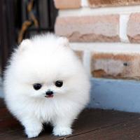 韩系哈多利系博美犬图片 白色英系博美犬出售