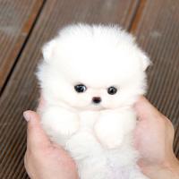 白色茶杯犬图片多少钱一只 韩系白色博美犬价格