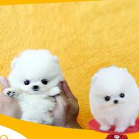 韩系白色茶杯犬图片多少钱一只 白色博美犬出售