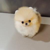 韩系奶油色博美犬多少钱一只 小型正宗 博美犬图片