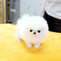 韩系白色博美狗狗多少钱一只 白色博美犬图片