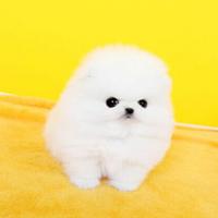 韩系白色博美茶杯犬图片多少钱一只 小型 正宗
