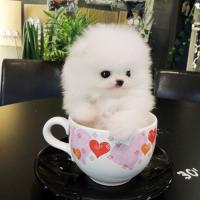 韩系白色博美犬多少钱一只幼犬 博美犬出售