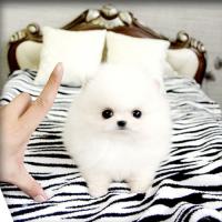 韩系白色哈多利博美犬图片 白色博美犬价格