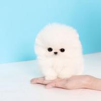 韩系白色博美茶杯犬图片 白色博美犬多少钱一只
