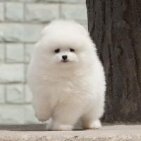 博美犬舍韩系白色博美狗狗图片多少钱一只 小型正宗